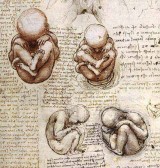fetus-drawing