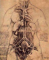 woman-anatomy
